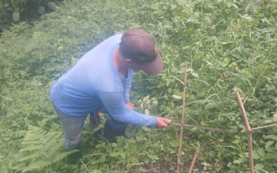 Première récolte de maïs de l’année chez Moi pour Toit