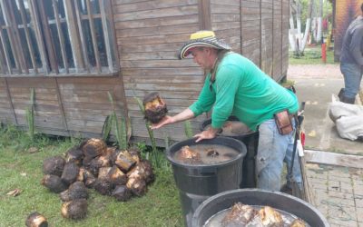 De nouveaux bananiers pour faire grandir l&rsquo;avenir