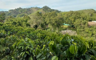 Malgré le séisme, la récolte du café se poursuit à la Finca